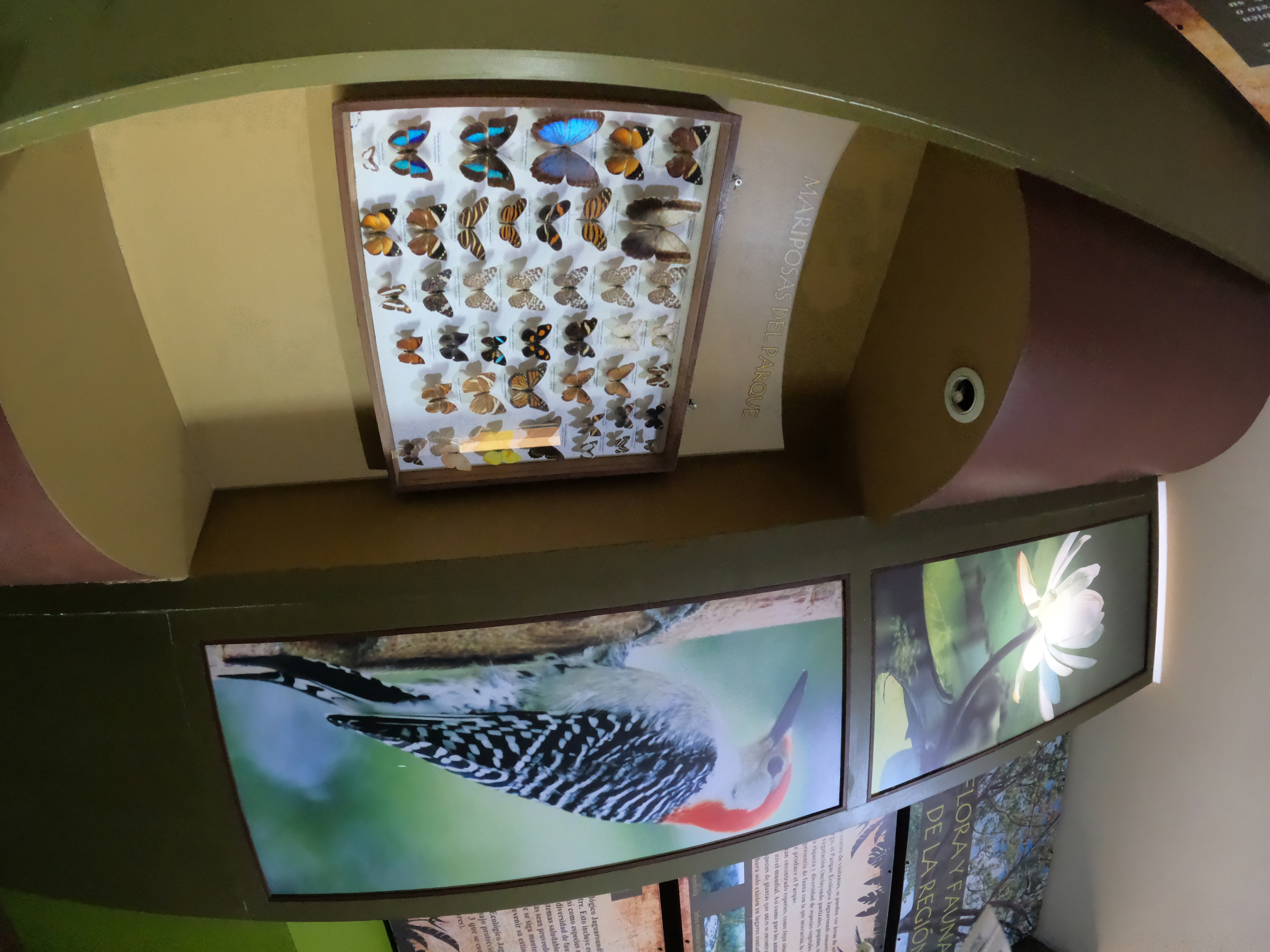 Parque Jaguaroundi